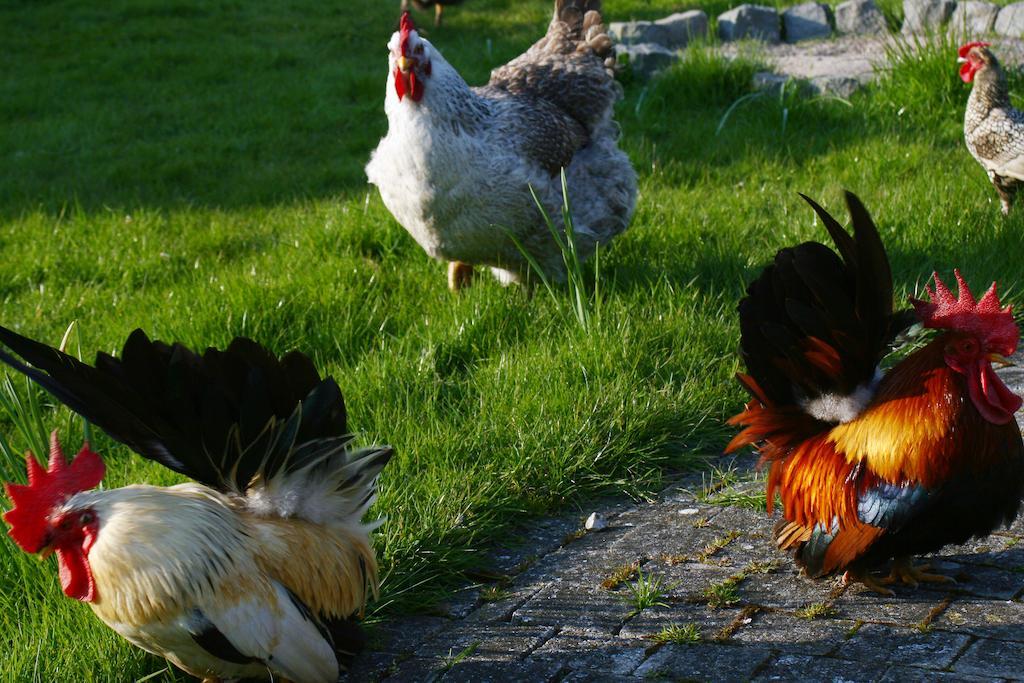 B&B Koornemoezen Zedelgem Zewnętrze zdjęcie